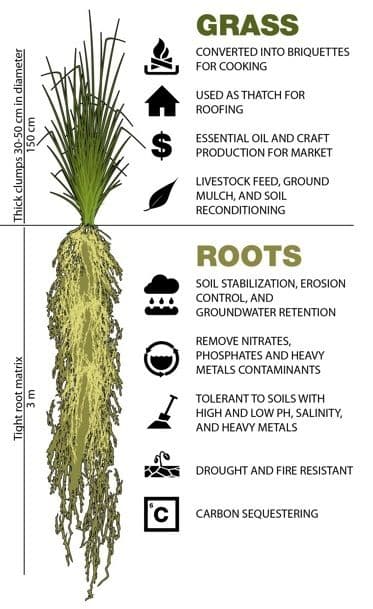 Vetiver grass—most cost-efficient soil erosion control doubles crop yield