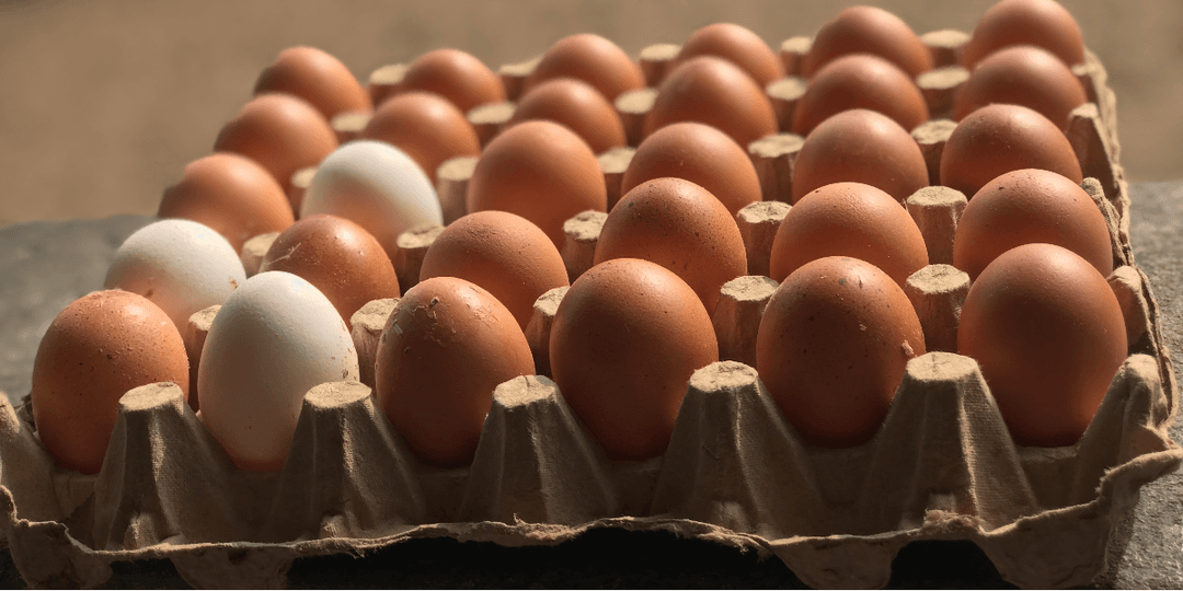 Steep egg prices to persist until October on maize & soya shortage