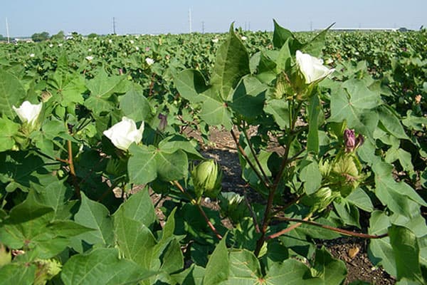 Makueni farmers set to up cotton production with new variety