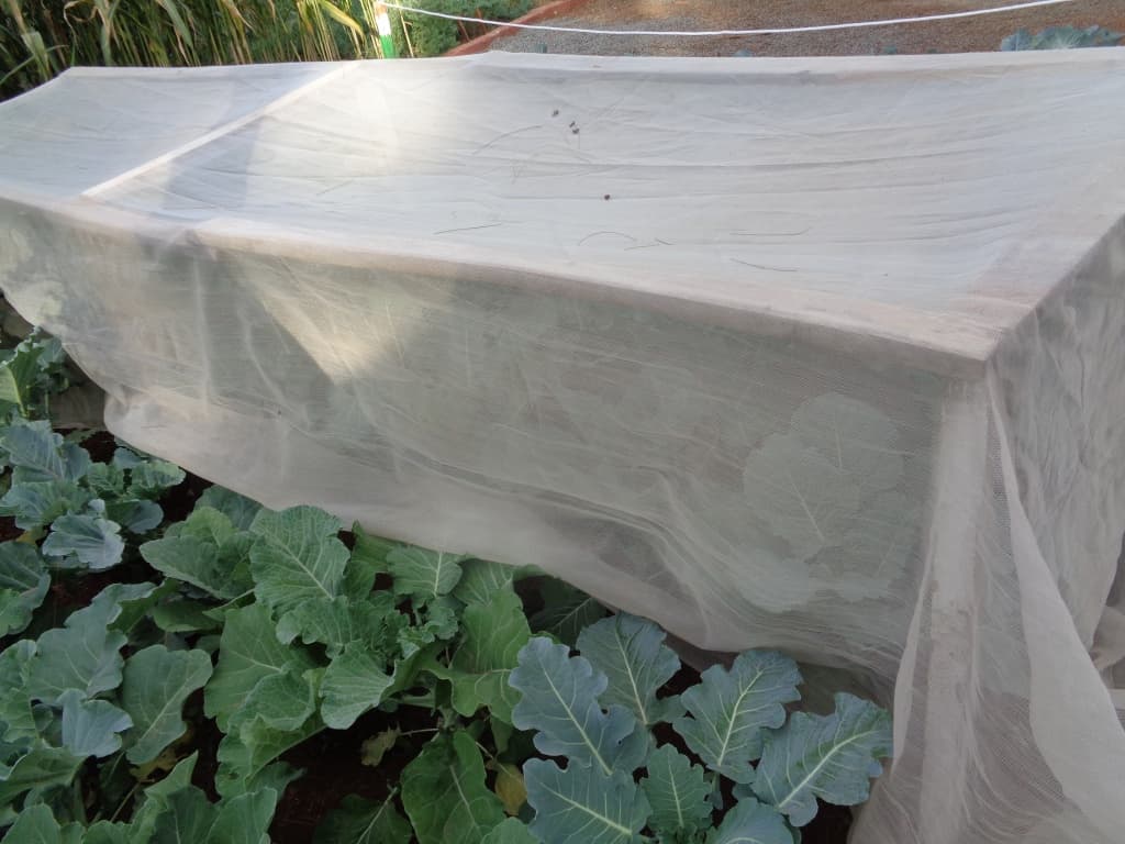AgroNet reduces cost of pest control improves yields