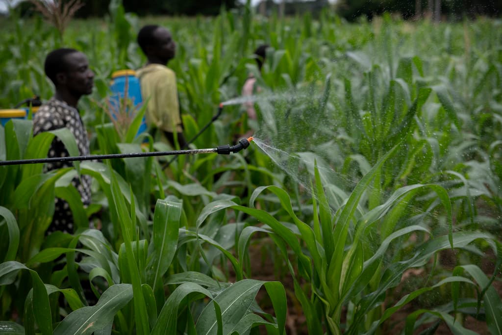 Report highlights abundance of hazardous pests on Kenyan plates