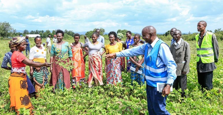Kenyan farmers abandon tobacco for food crops under WHO-Led initiative