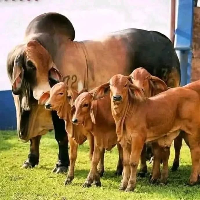 South Africa FMD ban accelerates Kenyan livestock breeding amid shortage