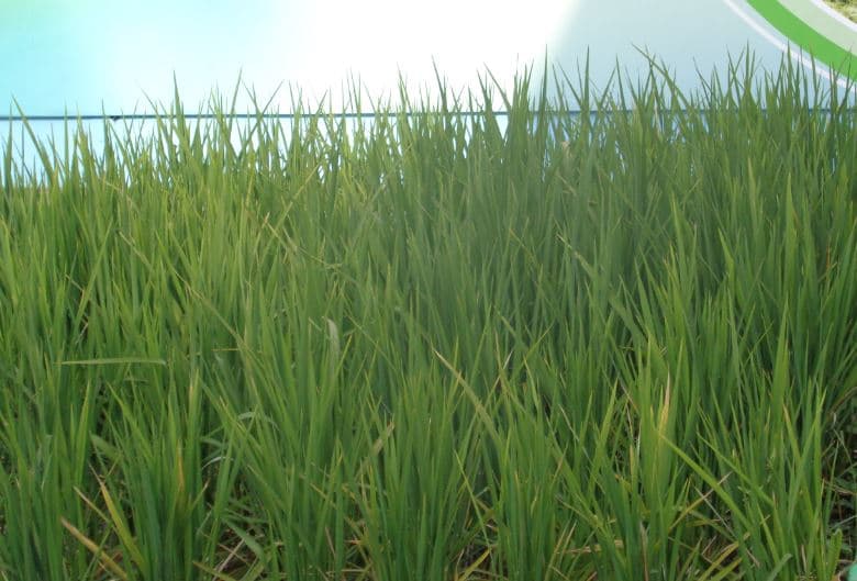 Farmers to start planting new rice variety early next year