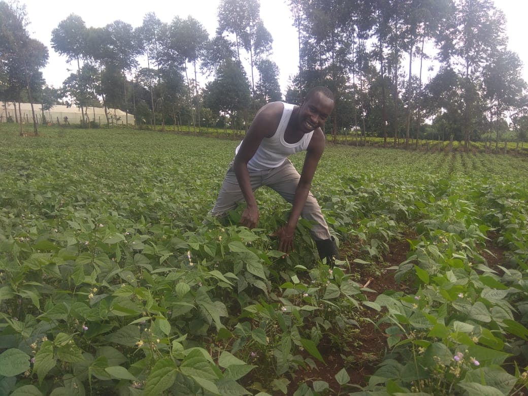 Nandi farmer who quit maize for French beans gets guaranteed market