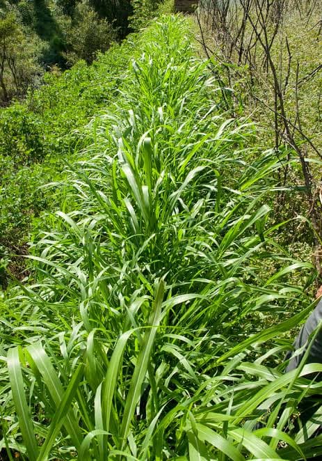 Farmers look to detergent to combat deadly fusarium wilt