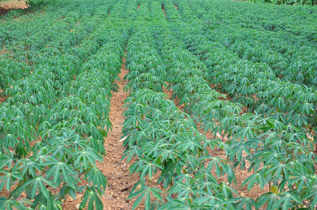 War victims find fortunes in cassava flour