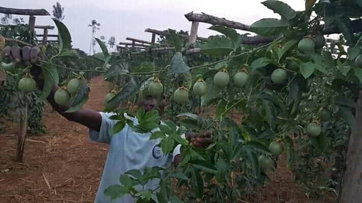 1000 Kwale passion fruit farmers turn collection centres into markets to grow income