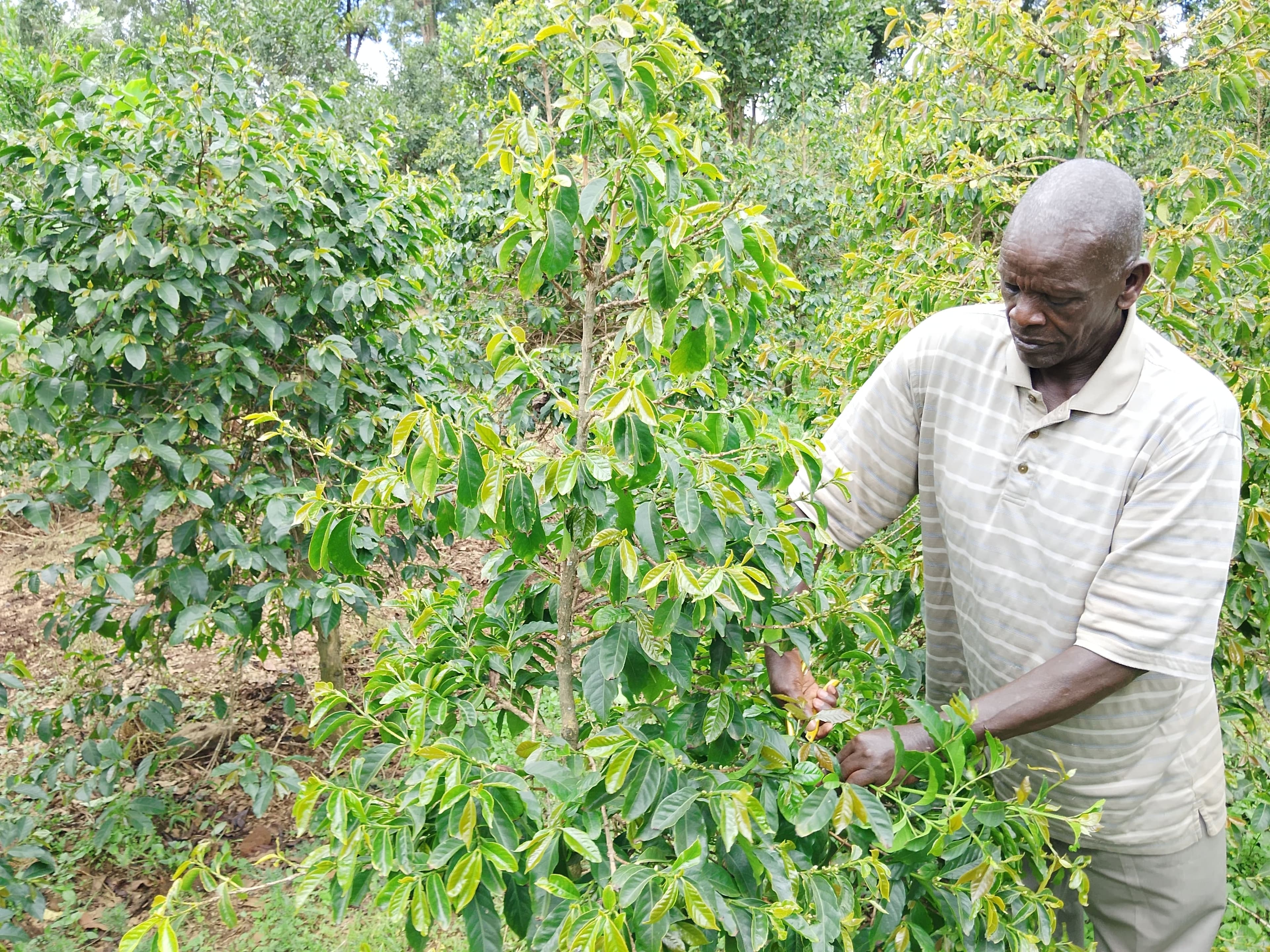 Diversification pays off as North Rift maize farmers count losses