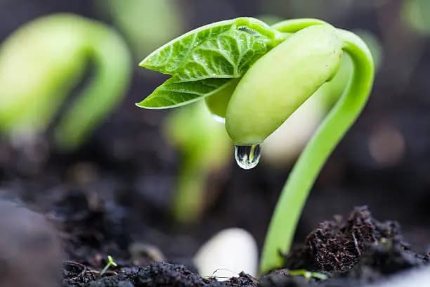 How Long Do Beans Take to Grow