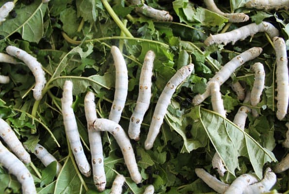 Research organization buying silkworms from farmers