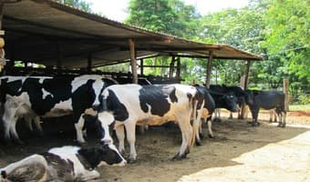 Kenya’s animal feed industry chokes on exorbitant pricing