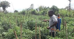 Farmers to pay more for pesticide as manufacturers move to implement VAT charges