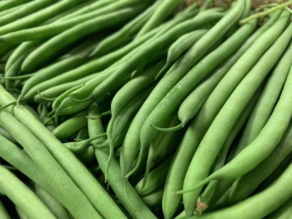 Mango and French beans exporter buying the produce from out-growers