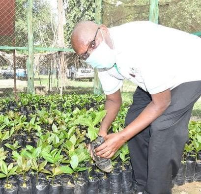 Urekebishaji wa Haraka: Miti mipya ya korosho huongeza mavuno mara saba