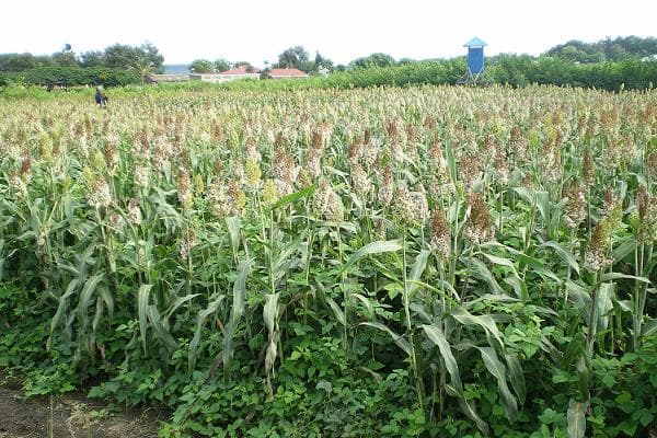 ICIPE turns to farmer groups in Western Kenya to spread ‘push-pull’ technology
