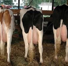 Upgrading an ayrshire with a friesian can boost farmers milk production at low costs