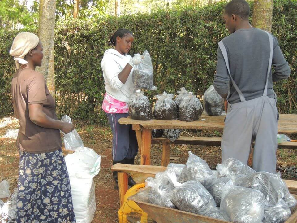 Mushroom firm looking for outgrowers