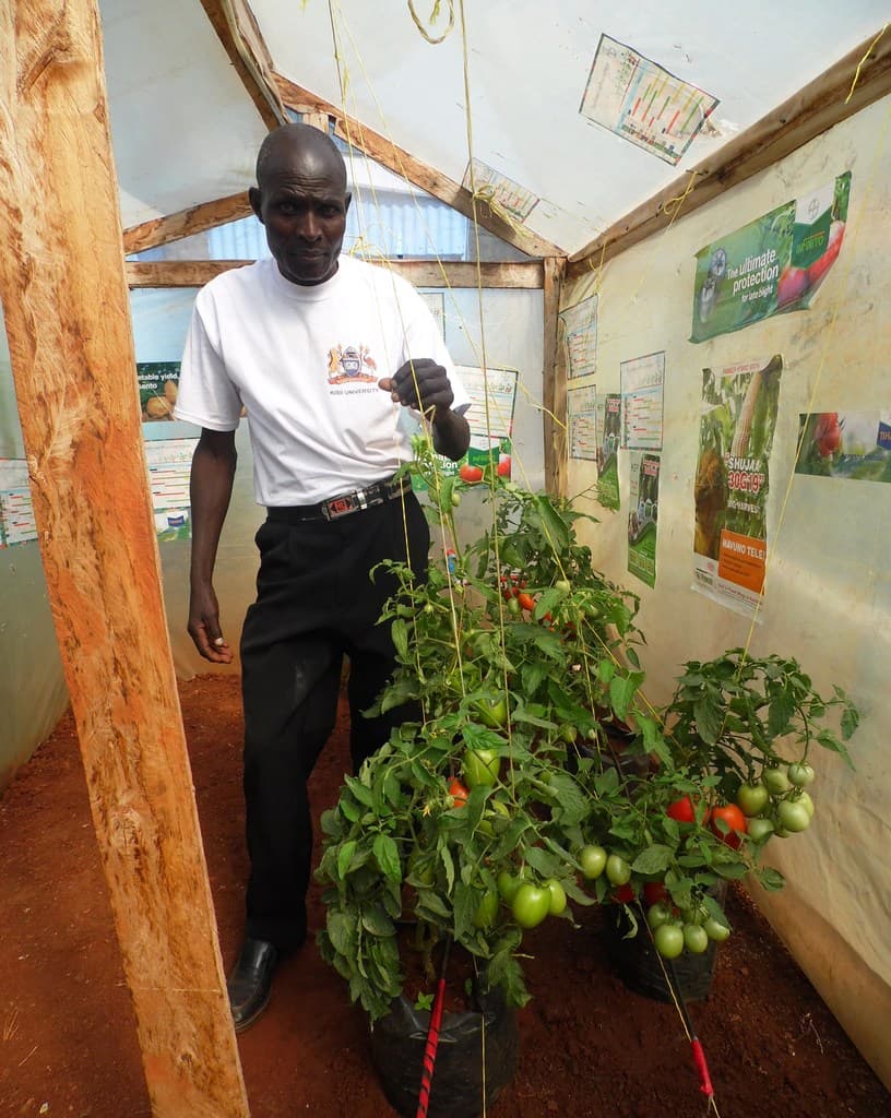 Greenhouse crop rotation quadruples farmer’s yields
