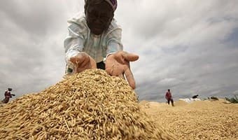 Farmers tame post harvest losses with homemade innovations