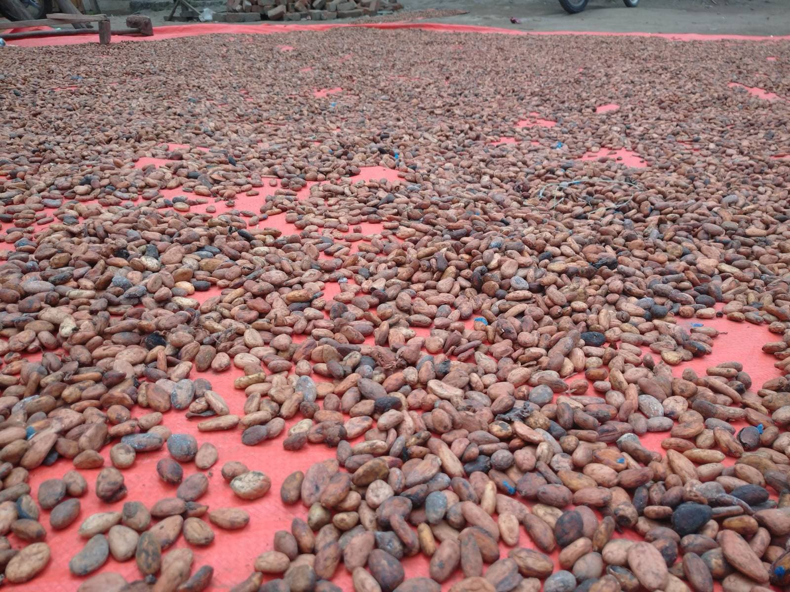 Blood Beans: The illicit cocoa trade fuelling violence at the DR Congo–Uganda border