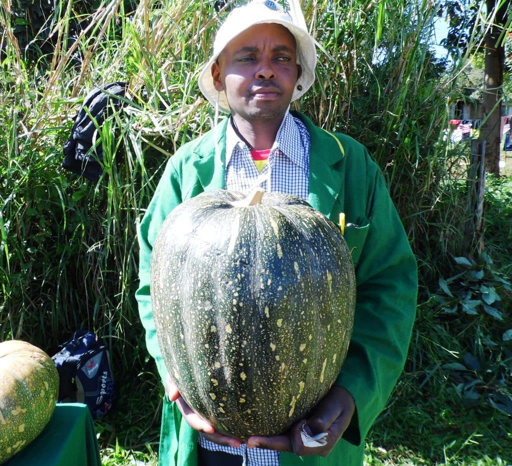 Giant pumpkins earn farmer over Sh140,000