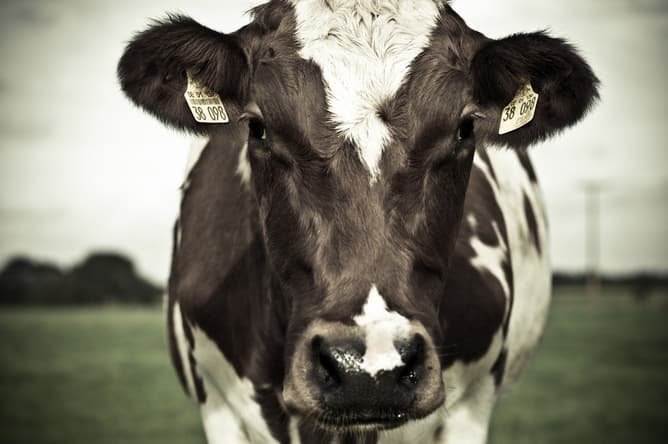 Data system to tame animal to human diseases