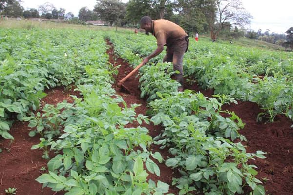National government to provide Meru farmers with certified potato seeds