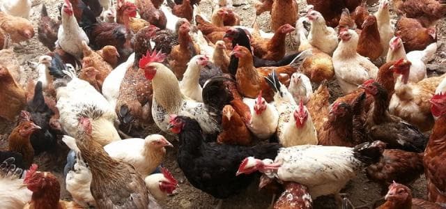 Research organization to train farmers on poultry production