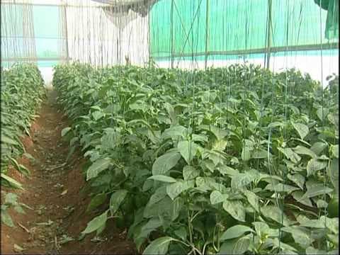 Chilli exporter manages strict international market rules by drying the crop