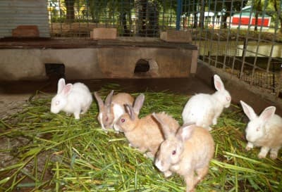 Rabbit meat and urine offer farmers profitable alternatives