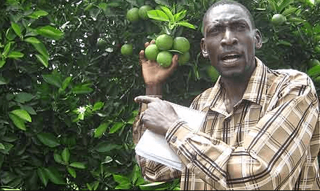 How grafting can help citrus farmers beat EU chemical regulations
