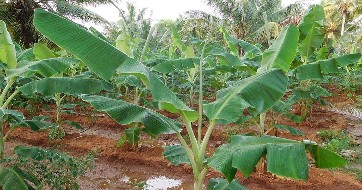 How farmers can multiply clean banana planting material from existing plants instead of buying