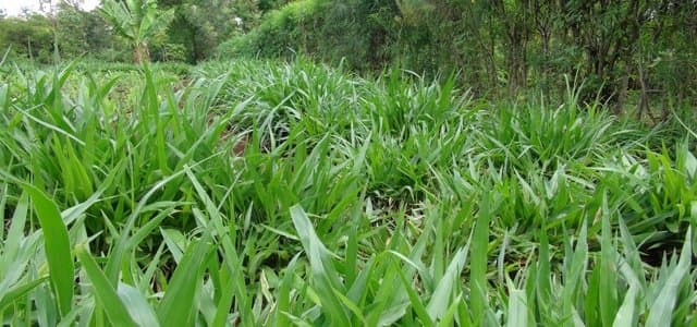 Dorper sheep farmer saves Sh1400 a day switching to farm-grown fodder regime