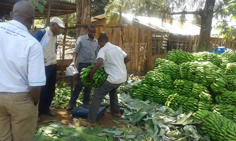 Ready market excites over 2,200 Meru farmers to grow bananas