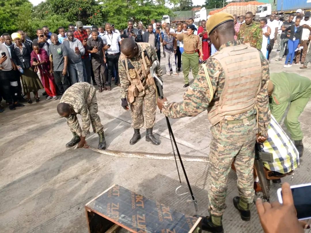 Driver, Conductor intercepted at Namanga for illegally transporting live snake
