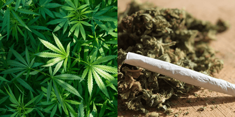 OPINION | The Case of Marijuana in Kenya: Time to Regulate, Not Prohibit
