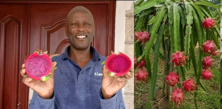 Meru farmer develops first locally bred dragon fruit variety
