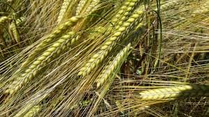 Beer company assists Narok farmers get quality barley seeds upping yields