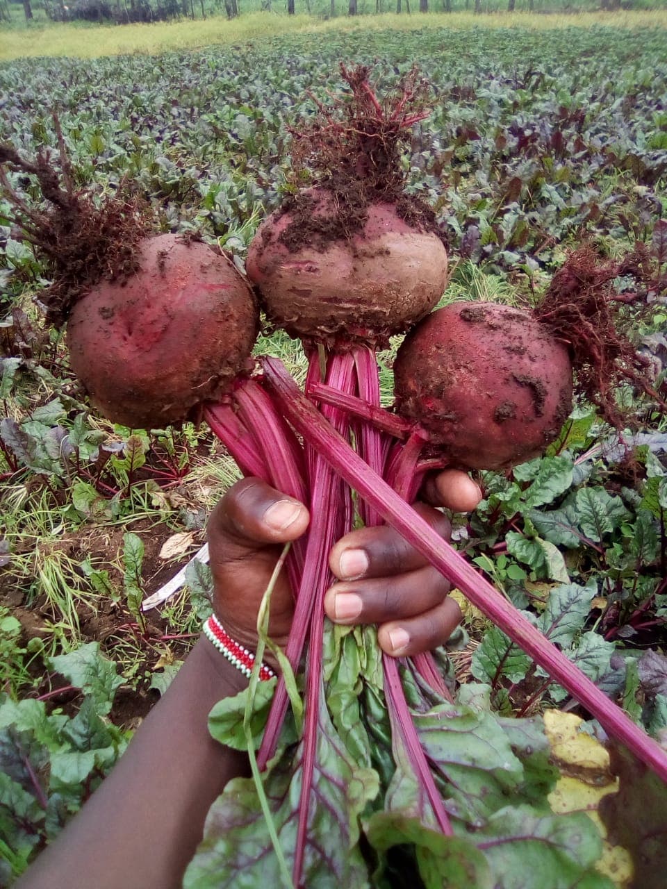 2,907 Tharaka Nithi farmers bet on government water project to grow beetroot, income