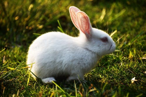 Fact Sheet: Common rabbit diseases and their treatment