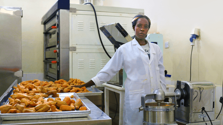 Makueni sweet potato farmers get ready market from Kenya’s first commercial microwave processing plant