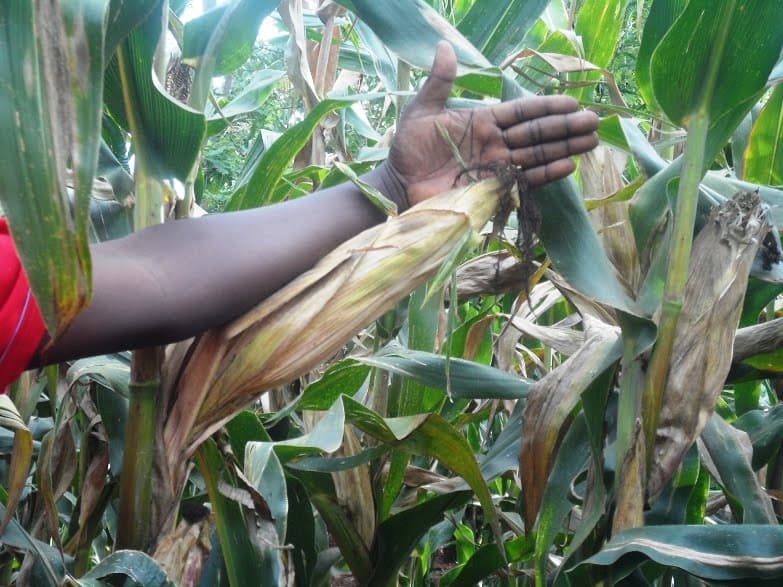 Humic acid doubles crop harvest