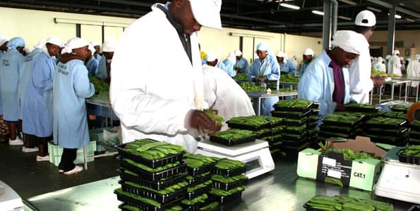 KEPHIS calls on horticulture industry exporters to comply with European Union export market standards for beans and peas with pods