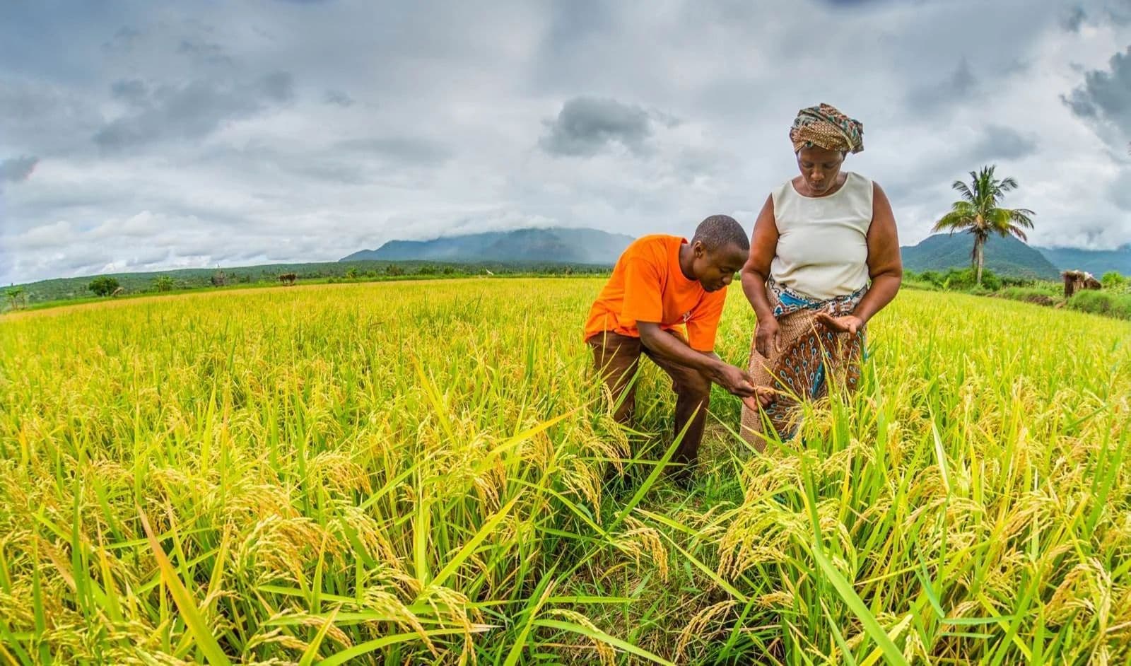 Will the future generation be food secure?