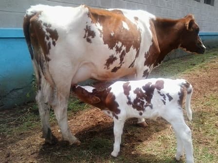 Farmer milking Sh54,000 monthly from cross-bred cows