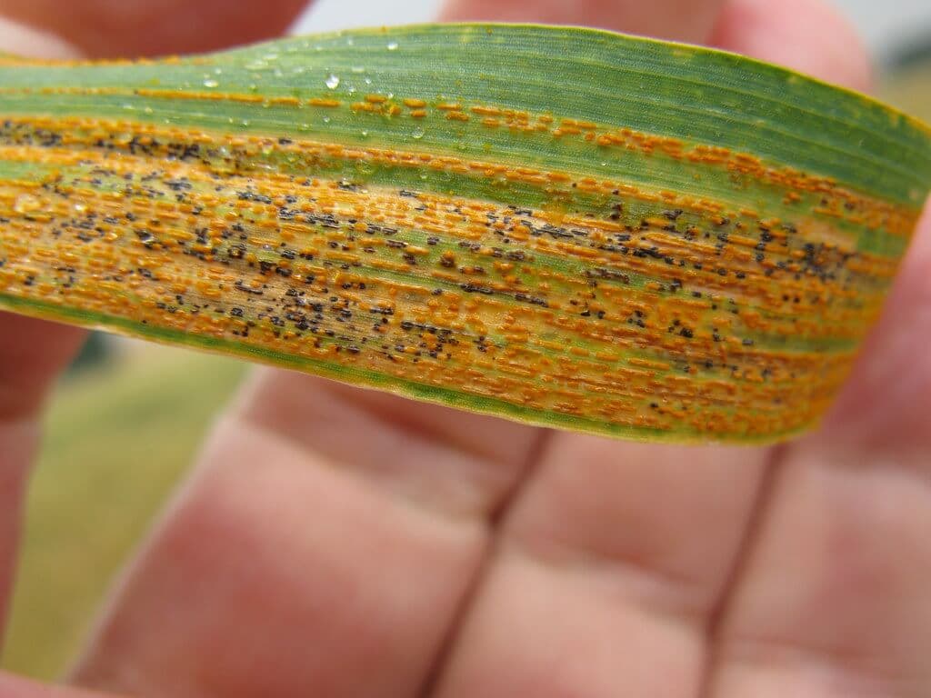 Factsheet: Tackling wheat leaf rust– Kenya’s most devastating wheat menace
