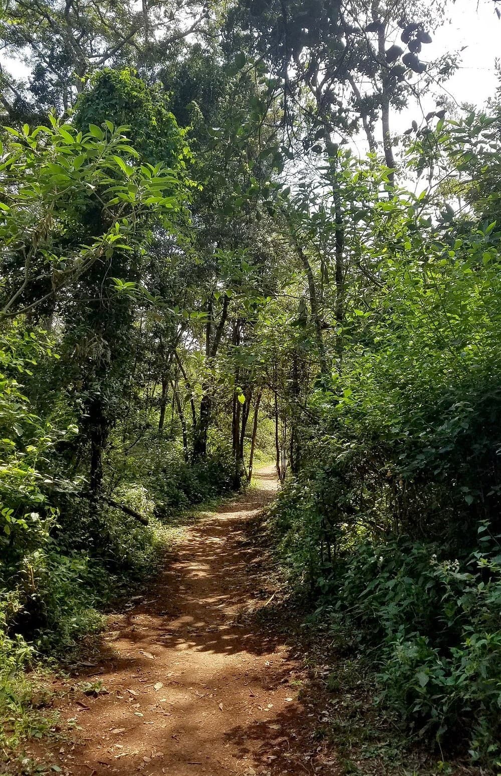 Green Belt Movement opposes proposed forest law amendment