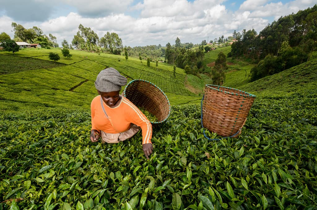 Bomet County begins direct tea sales to Iran, offering farmers improved prices
