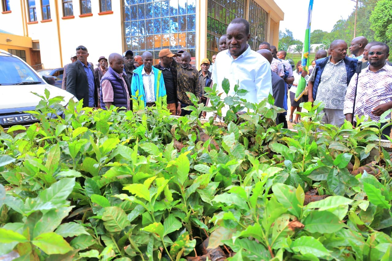 Arati Vows to Revive Agriculture as Kisii Farmers Receive Free Coffee Seedlings